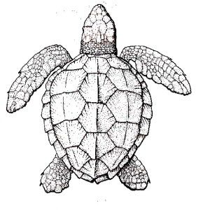 Detailed Turtle Coloring Pages at GetColorings.com | Free printable ...