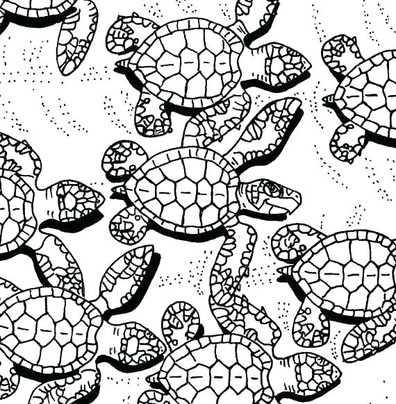 570x582 Turtle Color Pages Cute Turtle Coloring Pages Turtle Coloring