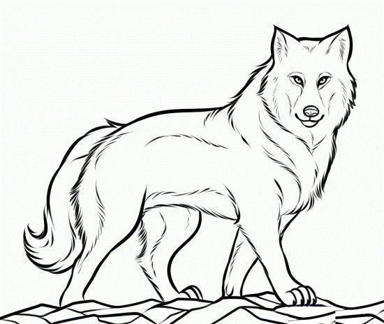 550x464 Realistic Wolf Coloring Pages Wolf Pictures To Color Coloringspace