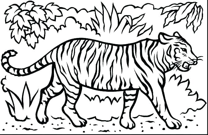 671x437 Tiger Printable Coloring Pages Tiger Coloring Pages Printable