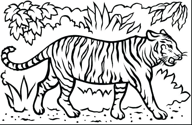 671x437 Coloring Pages Of Tigers Coloring Pages Coloring Pages Tiger