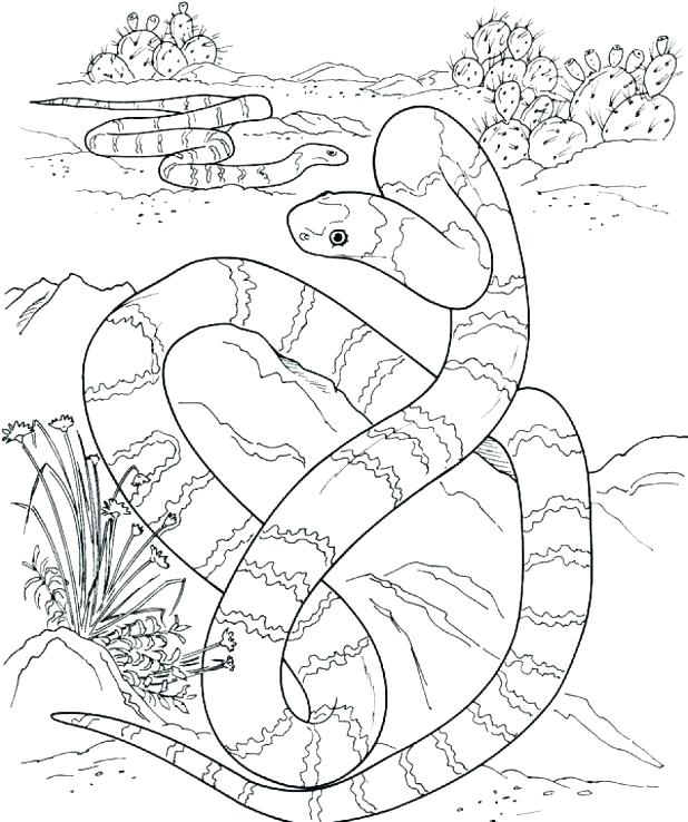 Rattlesnake Coloring Pages Coloring Pages Snake Rattlesnake 618x738 Rattlesnake Coloring Pages Coloring Pages Snake Rattlesnake