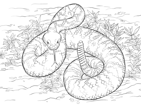 Western Diamondback Rattlesnake Coloring Page Activities 480x360 Western Diamondback Rattlesnake Coloring Page Activities
