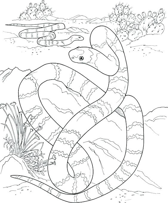 Rattlesnake Coloring Page 563x681 Rattlesnake Coloring Page
