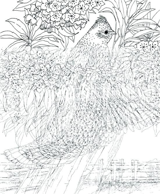 550x667 Coloring Pages Hard Animals Deepart