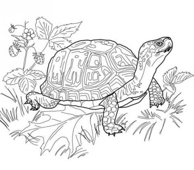 750x659 Realistic Giant Land Turtle Difficult Coloring Pages For Grown Ups