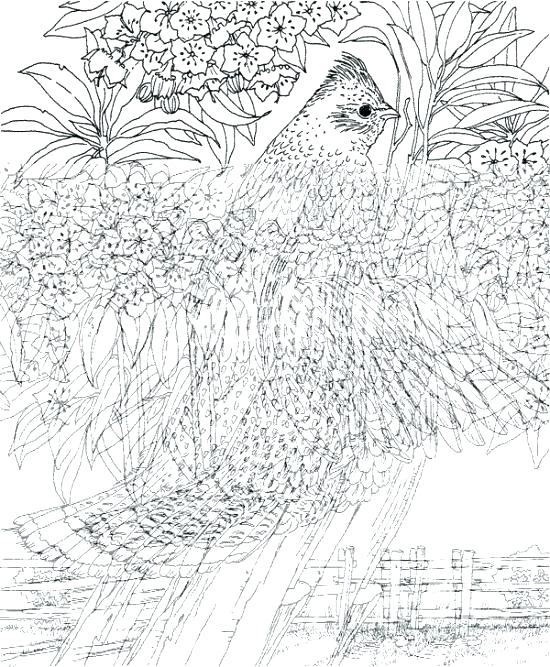 Elephant For Adults Color Hard Difficult Coloring Pages Printable 550x667 Elephant For Adults Color Hard Difficult Coloring Pages Printable