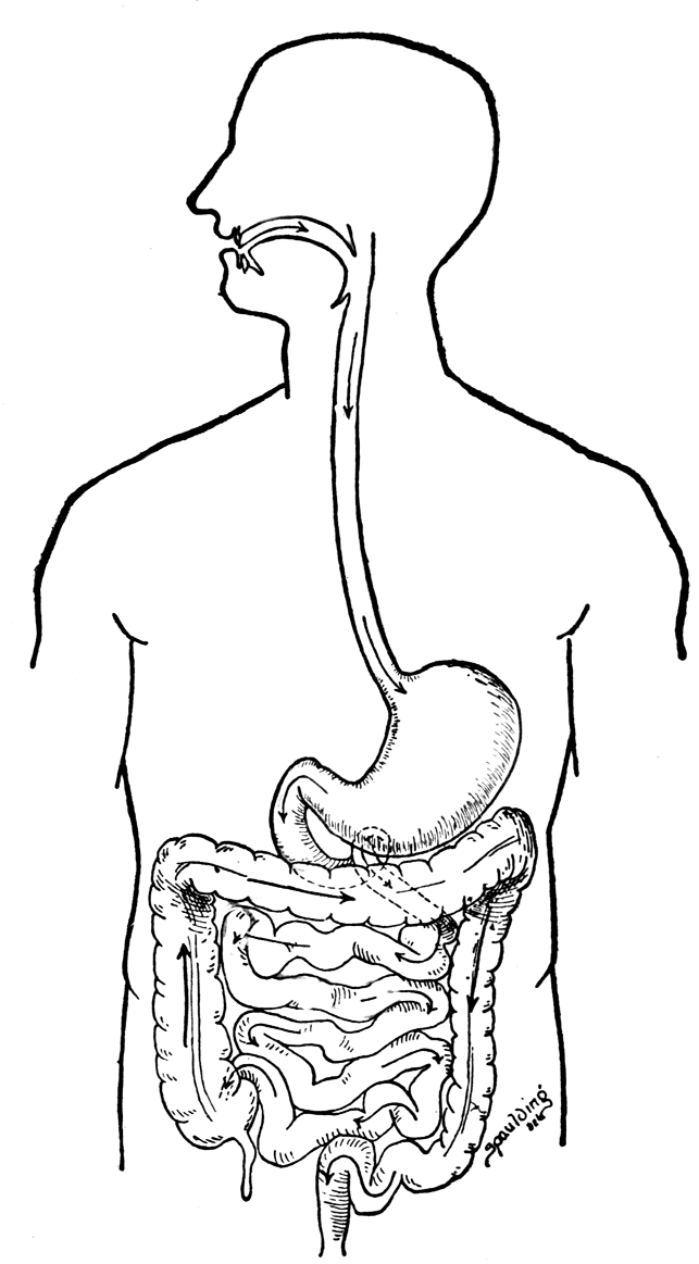 Digestive System Coloring Page Digestive System Coloring Page 643x1163 Digestive System Coloring Page Digestive System Coloring Page