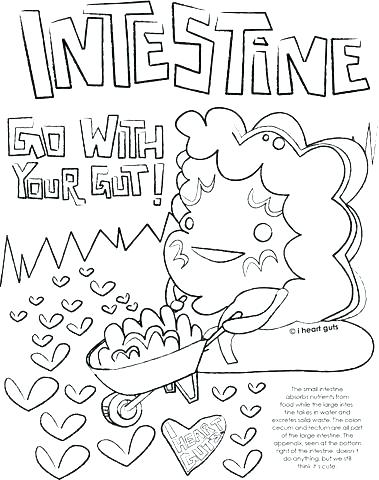 Digestive System Coloring Pages Digestive System Coloring Pages 379x480 Digestive System Coloring Pages Digestive System Coloring Pages