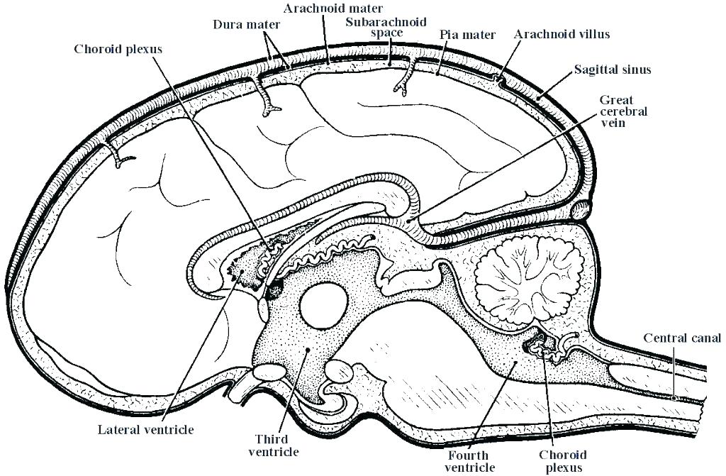 Digestive System Coloring Pages Lovely And Physiology Coloring 1024x671 Digestive System Coloring Pages Lovely And Physiology Coloring
