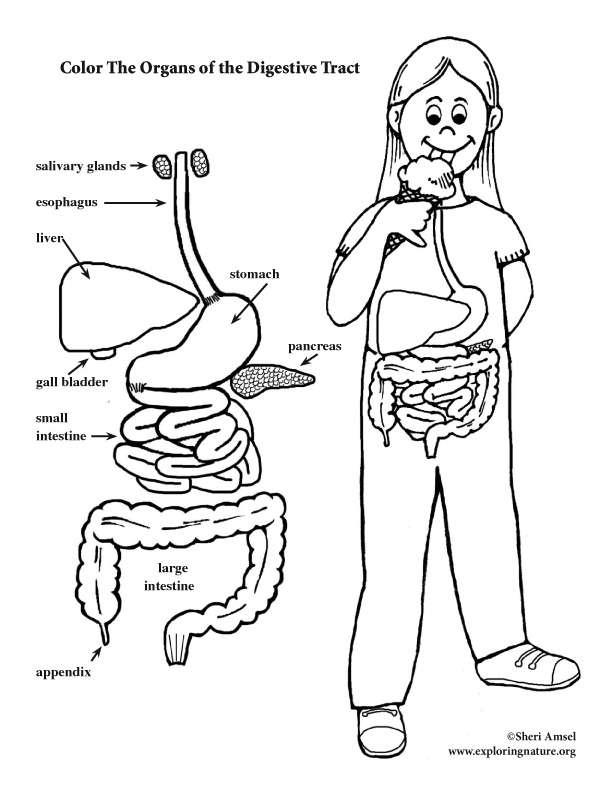 Digestive Tract Coloring Page (Elementary) 612x792 Digestive Tract Coloring Page (Elementary)