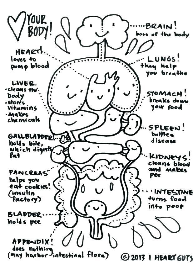 Digestive System Coloring Page at GetColorings.com | Free printable ...