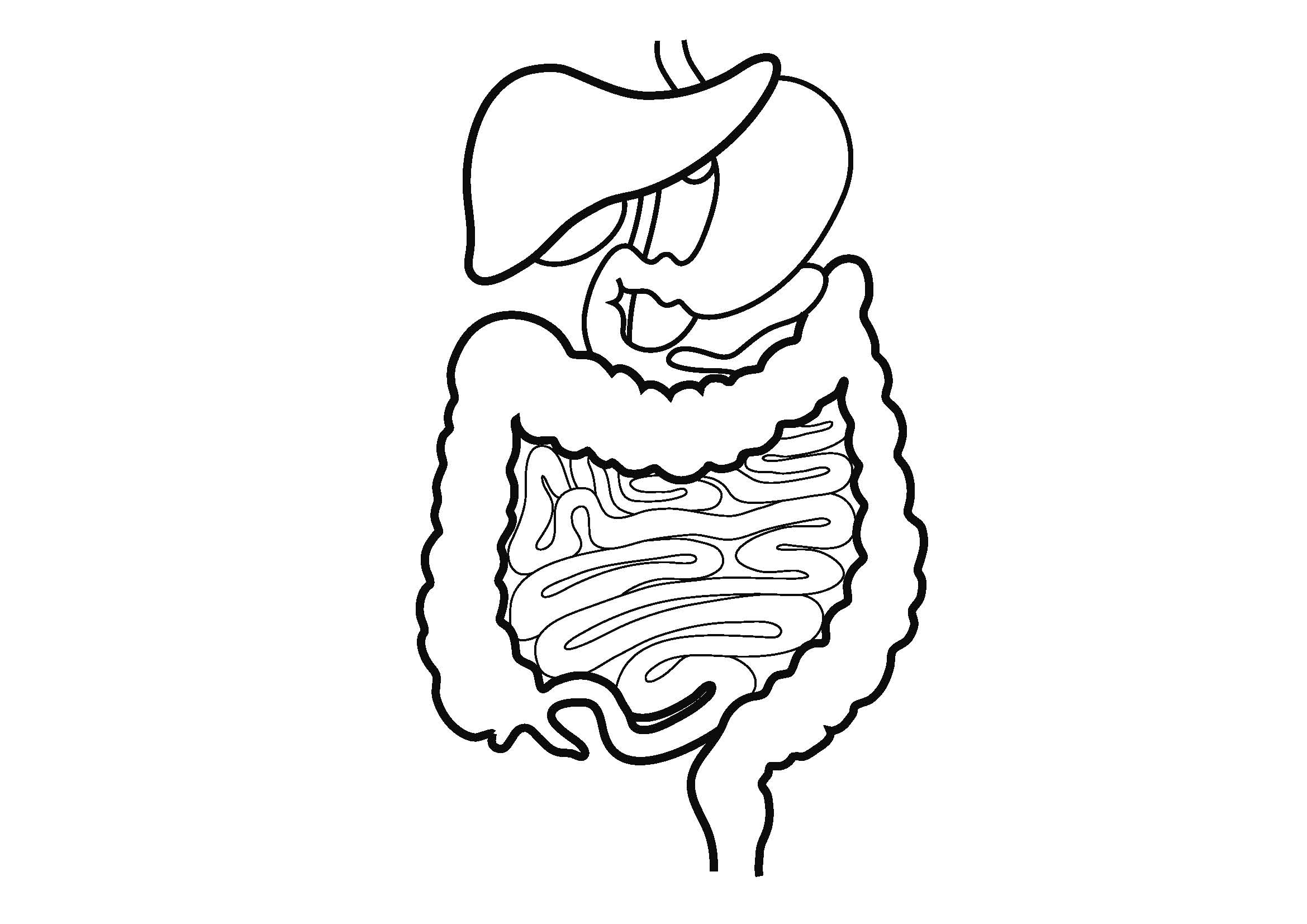 Human Digestive System Easy Draw Drawing Sys On Digestive System 2339x1654 Human Digestive System Easy Draw Drawing Sys On Digestive System