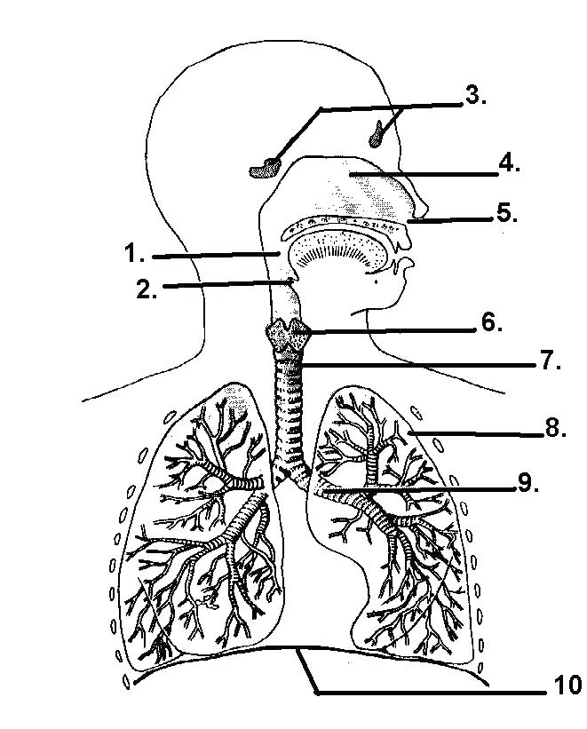 Circulatory System Coloring Page Digestive System Coloring Pages 661x821 Circulatory System Coloring Page Digestive System Coloring Pages