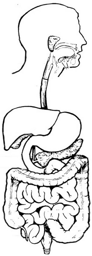 The Digestive System Coloring 304x843 The Digestive System Coloring