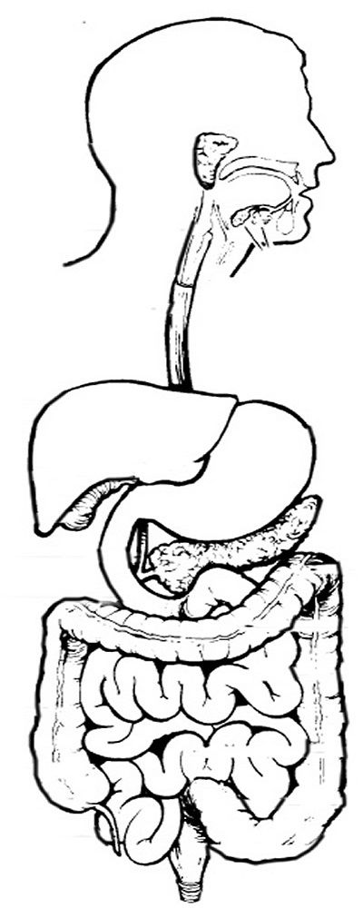Digestive System Teaching Ideas Worksheets 400x1000 Digestive System Teaching Ideas Worksheets