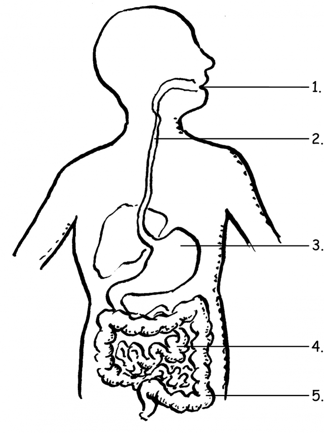 Coloring Page For Digestive System Coloring Home Digestive System 640x854 Coloring Page For Digestive System Coloring Home Digestive System