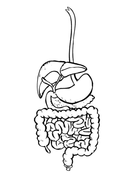Coloring Page Digestive System 531x750 Coloring Page Digestive System