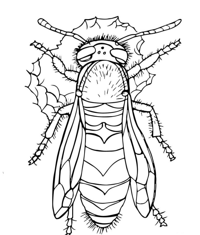 768x900 Breathtaking Cicada Coloring Pages Disney Christmas Free Colouring