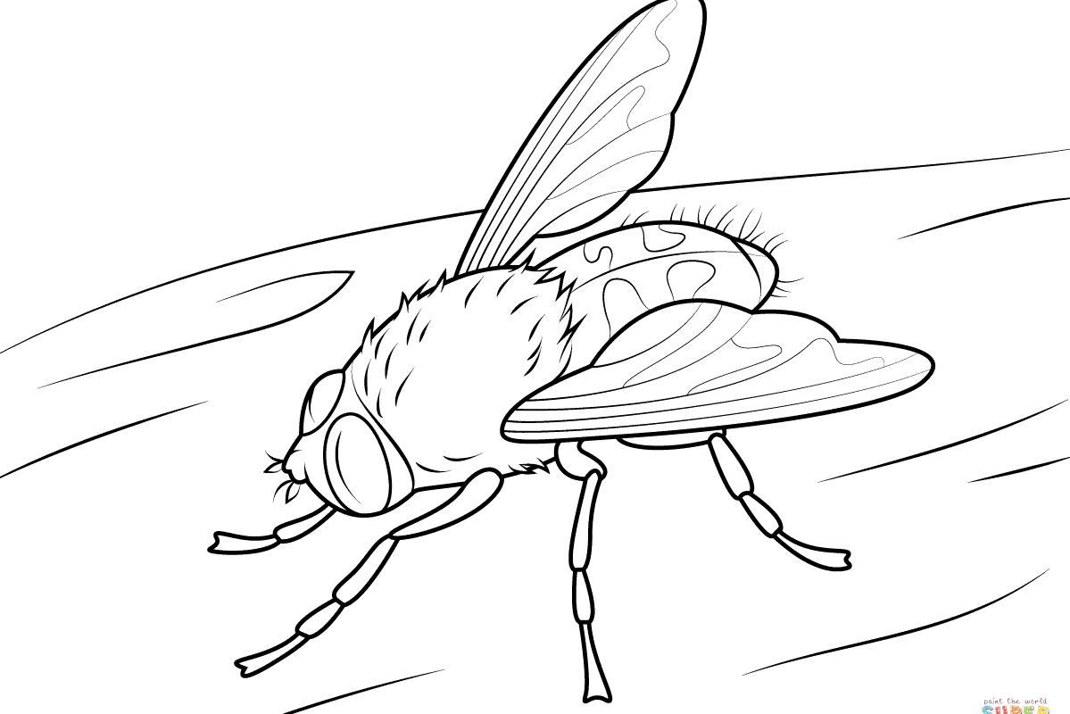 1199x800 Cicada Colorings Colouring Free For Kids Breathtaking Louse Insect