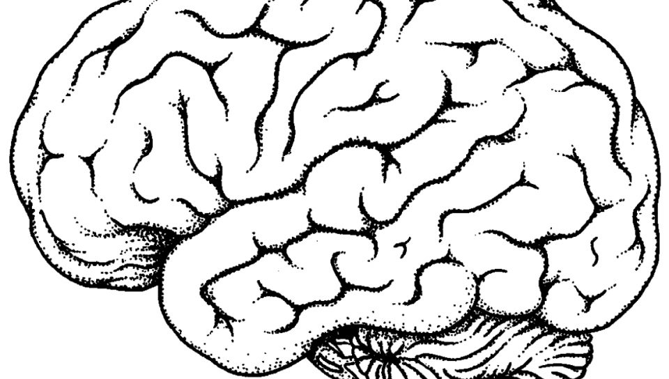 960x544 Free Printable Coloring Pages Of The Brain To Print For Kids Page