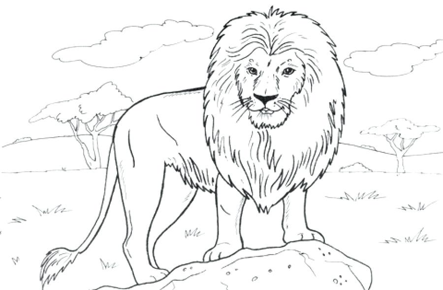 900x590 Coloring Pages Disney Cars Free Printable Realistic Lion Page