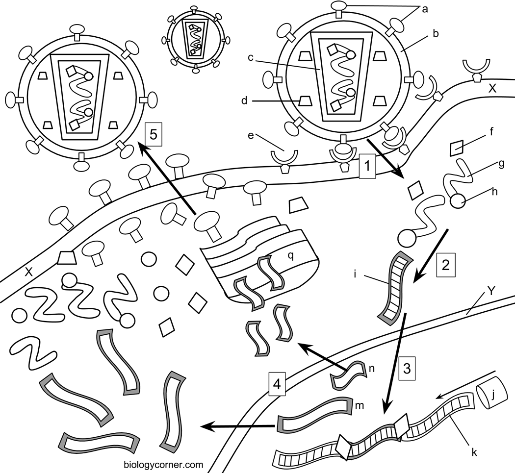 1050x965 Hiv Coloring At Dna Page