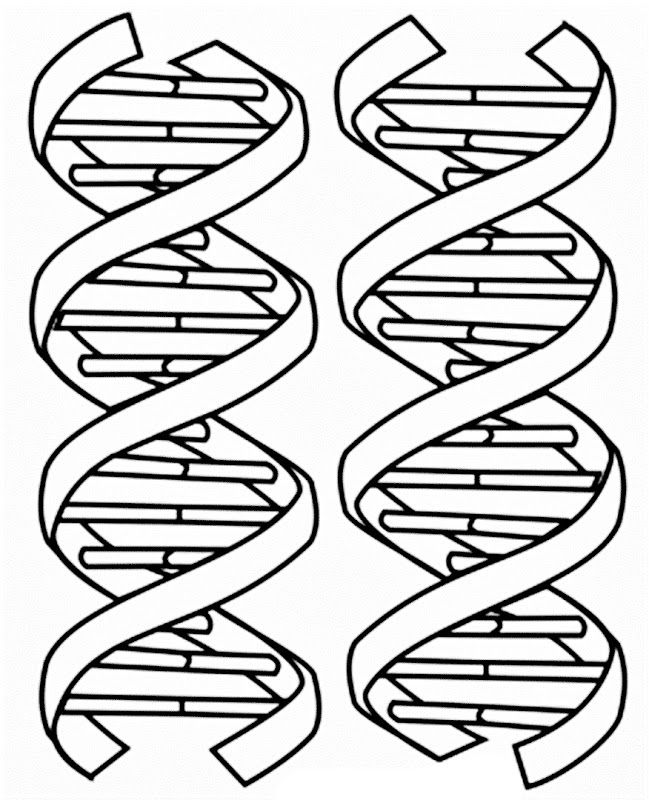 649x800 Images Of Dna Coloring Pages Coloring Pages