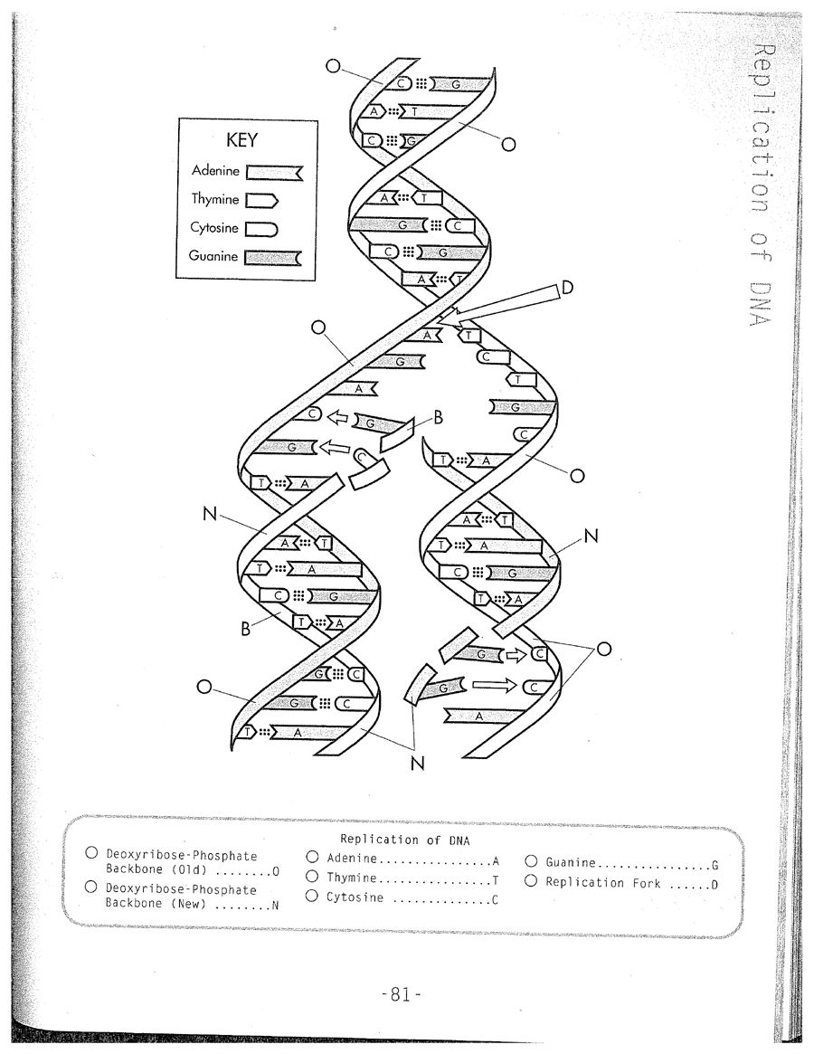 900x1165 Dna Replication Coloring Worksheet On Dna Inside Page