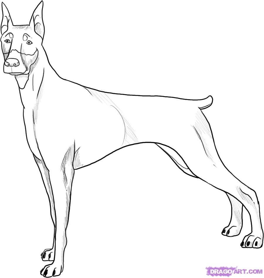 900x948 Dog Drawings How To Draw A Doberman Pincher Dog Step 5