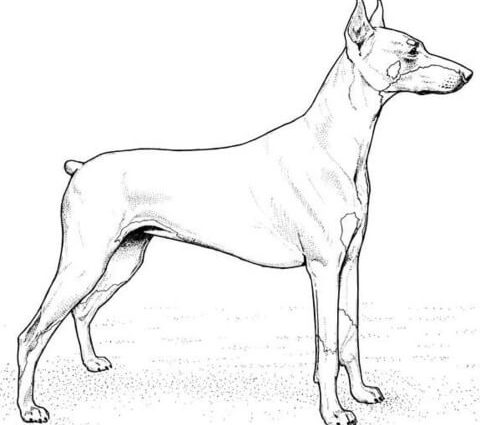 Doberman Coloring Pages Doberman Pinscher Coloring Page Free 480x425 Doberman Coloring Pages Doberman Pinscher Coloring Page Free