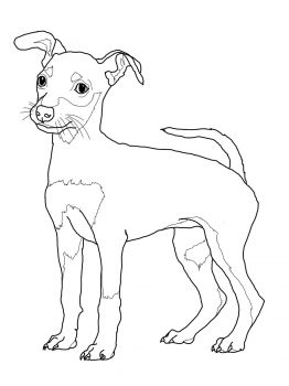 Miniature Pinscher Puppy Coloring Page Super Coloring Dogs 262x350 Miniature Pinscher Puppy Coloring Page Super Coloring Dogs