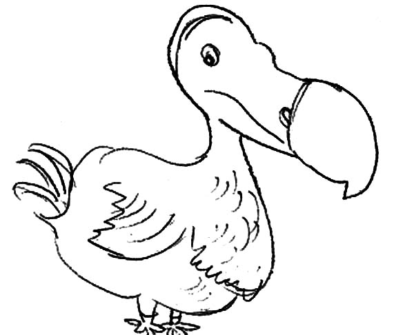 Dodo Bird Coloring Pages For Kids 600x486 Dodo Bird Coloring Pages For Kids