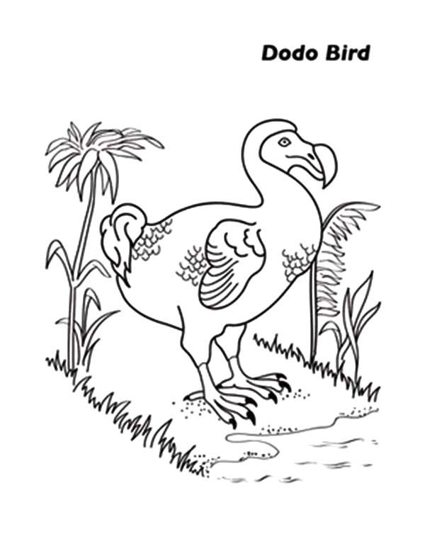 Dodo Bird Finding Food Coloring Pages 600x757 Dodo Bird Finding Food Coloring Pages