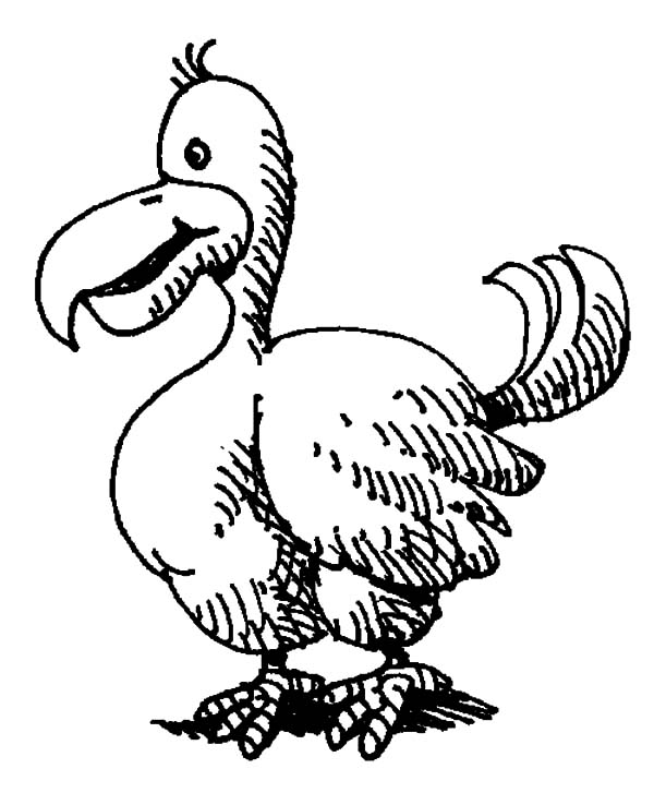 Sketch Of Dodo Bird Coloring Pages 600x738 Sketch Of Dodo Bird Coloring Pages