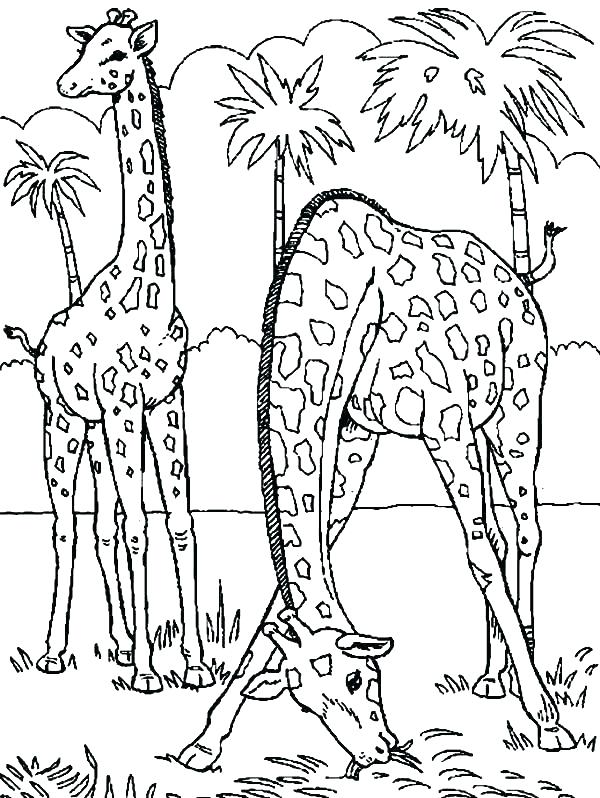 Dodo Animal Coloring Pages Coloring Ideas Pro 600x798 Dodo Animal Coloring Pages Coloring Ideas Pro