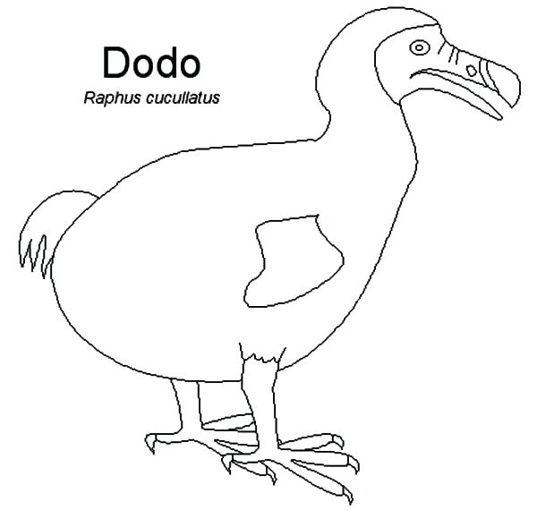Coloring Page Of Birds Plus Coloring Pages Bird Bird Coloring 600x570 Coloring Page Of Birds Plus Coloring Pages Bird Bird Coloring