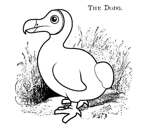 600x517 Dodo Bird Coloring Pages