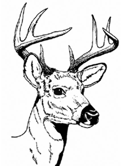 447x582 Deer Coloring Pages