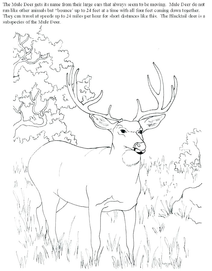 704x899 Whitetail Deer Coloring Pages Coloring Pages Deer Deer Hunter