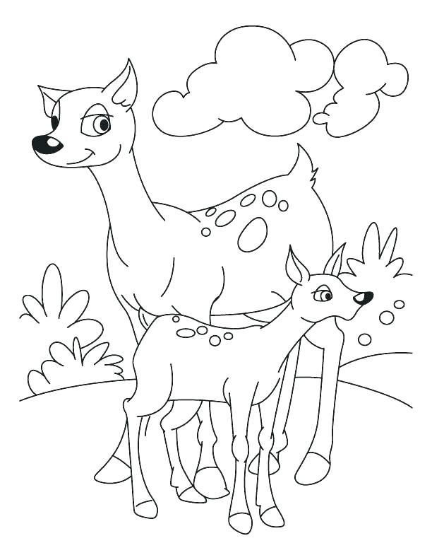 612x792 Whitetail Deer Coloring Pages Complete Printable Deer Pictures