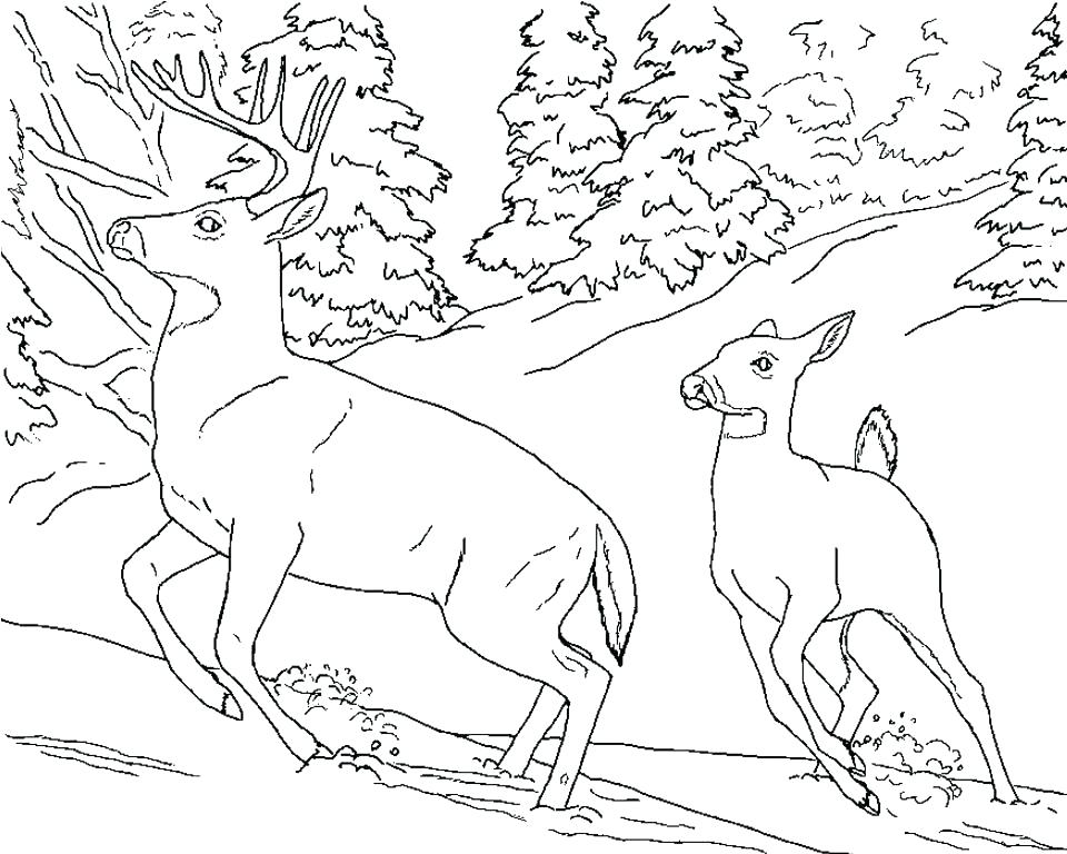960x768 Buck Coloring Pages Deer Coloring Sheets Baby Deer Coloring Pages