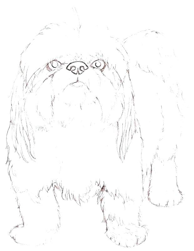 Dog Breed Coloring Pages Coloring Pages Coloring Pages By Coloring 620x800 Dog Breed Coloring Pages Coloring Pages Coloring Pages By Coloring
