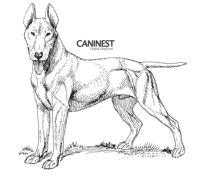Dog Breed Coloring Pages 685x592 Dog Breed Coloring Pages