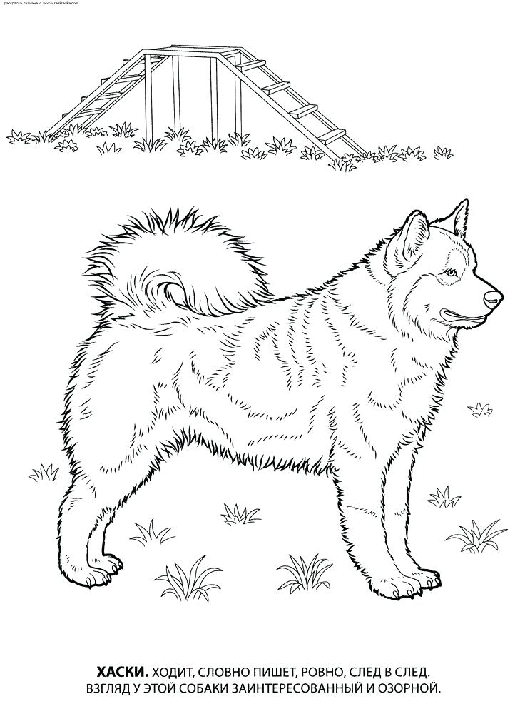 Shepherd Coloring Coloring Pages Dog Breed Coloring Pages Shepherd 736x993 Shepherd Coloring Coloring Pages Dog Breed Coloring Pages Shepherd