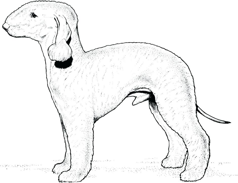 Chihuahua Coloring Pages Fabulous Husky Coloring Page Images 940x724 Chihuahua Coloring Pages Fabulous Husky Coloring Page Images