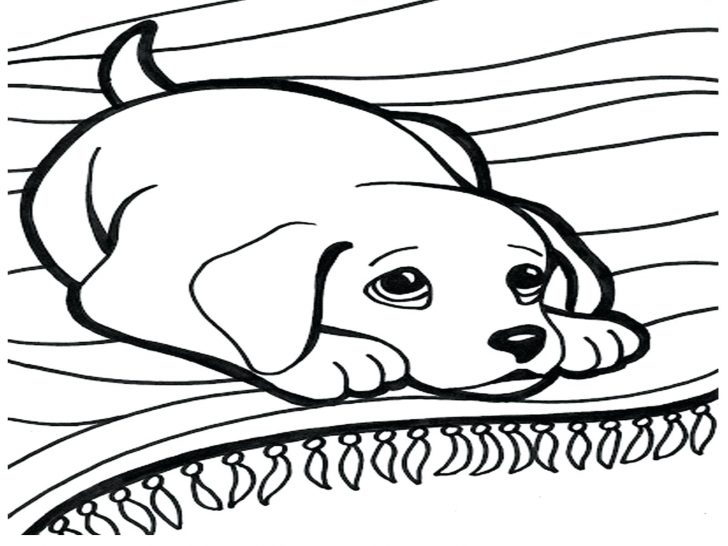 728x546 Coloring Pages For Adults Easy Facts About Chihuahuas That You May