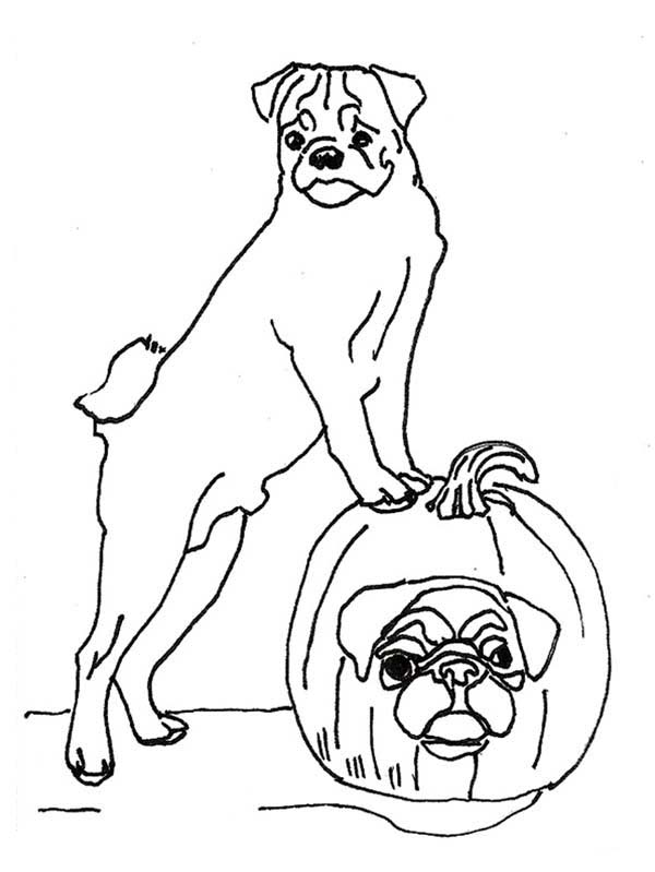 Pug Dog And Halloween Pumpkin Coloring Page Color Luna 600x799 Pug Dog And Halloween Pumpkin Coloring Page Color Luna