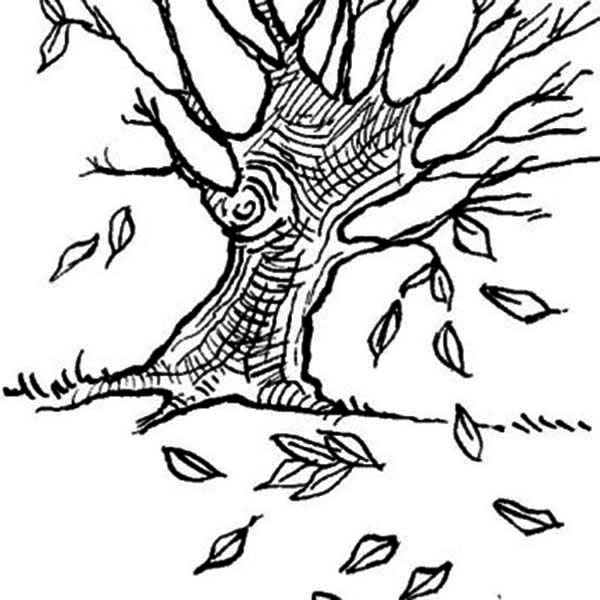 Dogwood Coloring Page