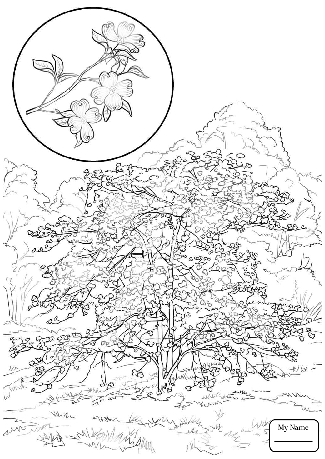 1040x1469 Dogwood Tree Coloring Pages Gallery Coloring For Kids 2018